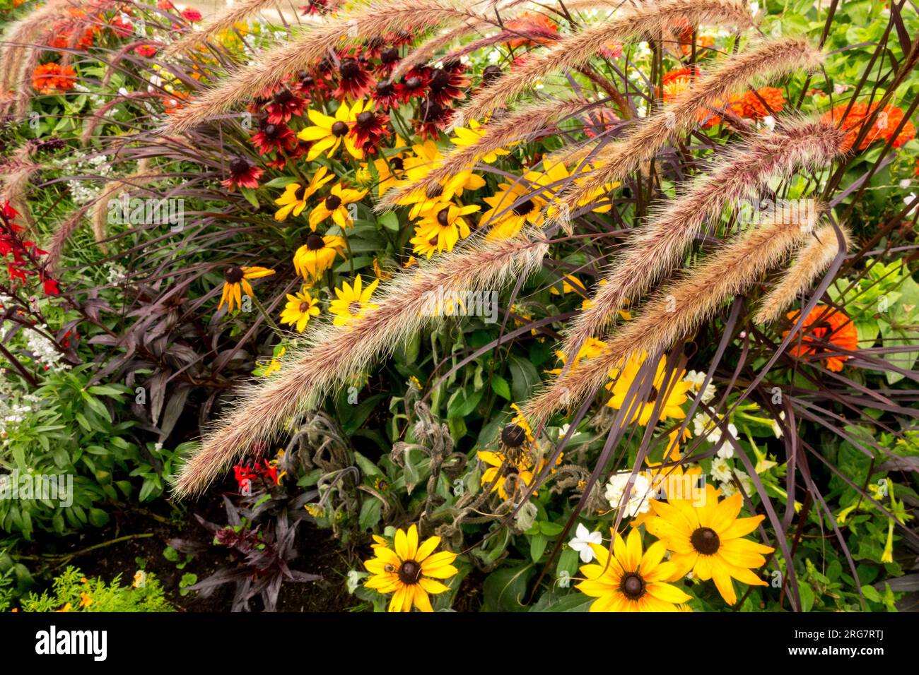 Mixed, Mid Summer, Pflanzen, Feathertop Fountain Grass, Pennisetum alopecuroides, Krautig, Rudbeckias, Bunt, Blühend, Grenze, Bett Stockfoto