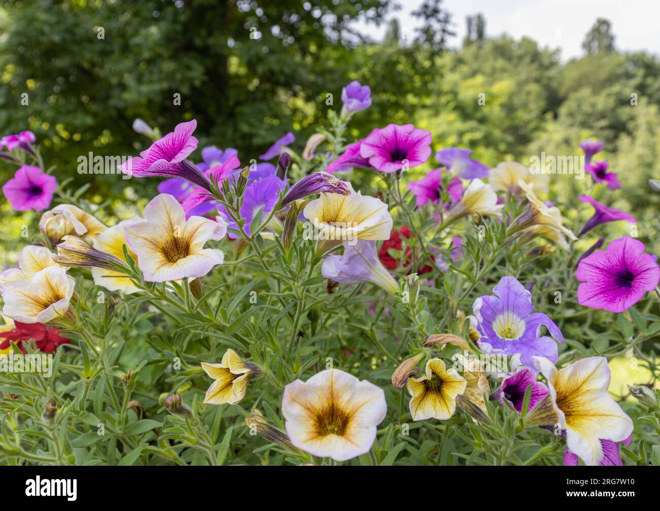 Lebendige, mehrfarbige, schwule Wildblumen auf grünem Hintergrund in den Bergen Stockfoto