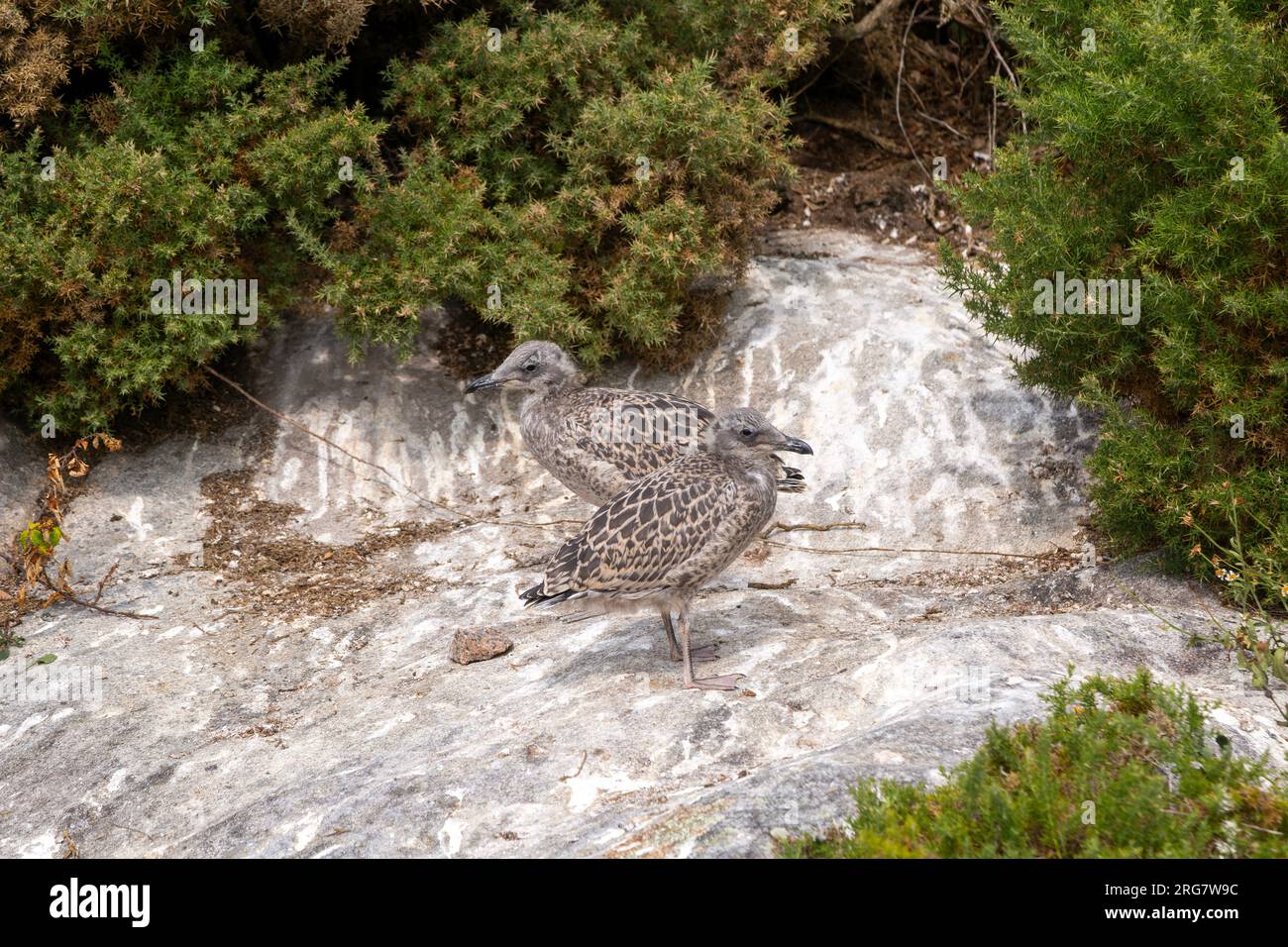 Juvenile Gelbbeinmöwe „Larus Michahellis“ Atlantische Inseln Galicien Maritime Terrestrial National Park, Spanien Stockfoto