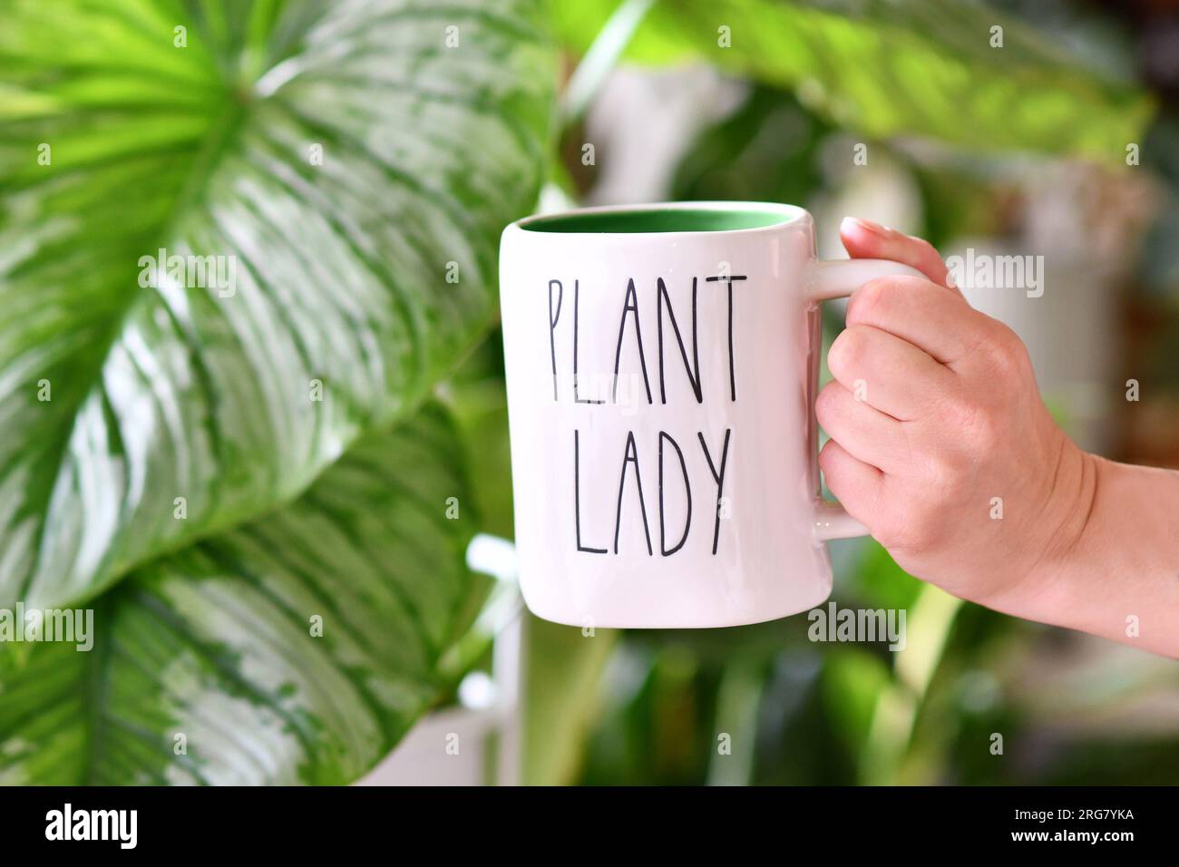 Deutschland, August 2023: Rae Dunn Tasse mit Text "Plant Lady" vor Hauspflanzen Stockfoto