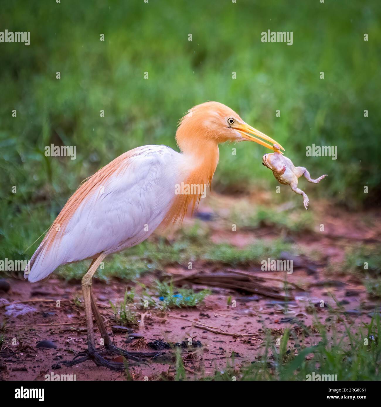 Der Frosch versucht, sich vom Schnabel des Reiher zu befreien. Chandigarh, Indien: AUFREGENDE Bilder zeigen einen glücklosen Frosch, der hilflos im Schnabel eines Cattl schwingt Stockfoto