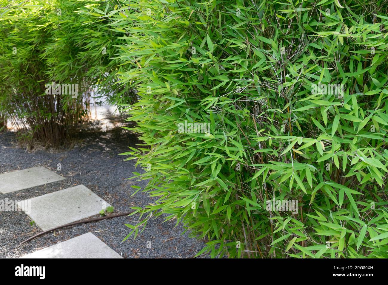 Klein, Bamboo Garden, Bamboo Fargesia Bamboo, Fargesia murielae Bamboo, Grasartig, moderner Fargesia Bamboo, Evergreen wächst im Kiesgarten Stockfoto