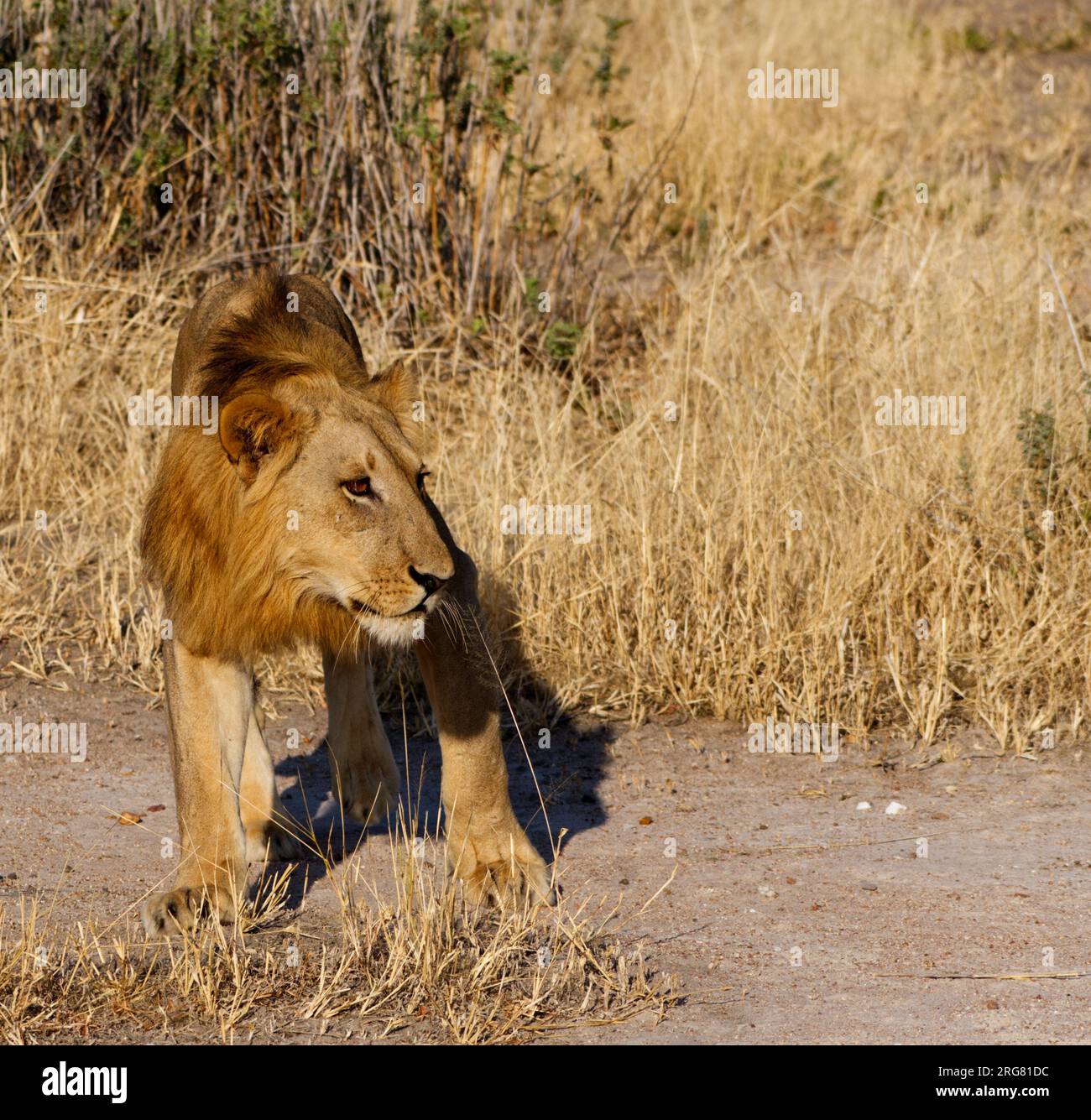 Männlicher Löwe im Grasland, Tansania Stockfoto