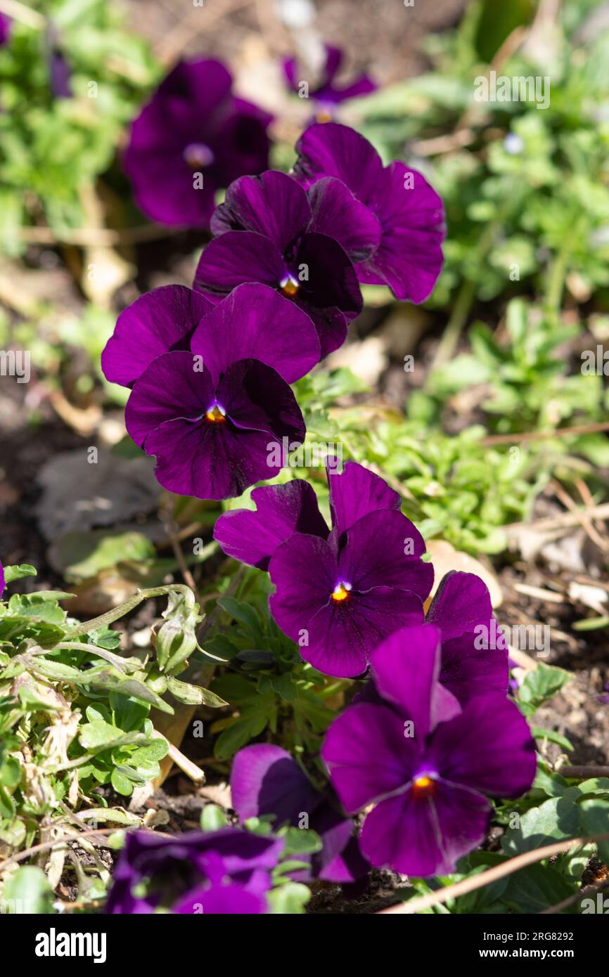 Lila Veilchen auf einem Bett mit grünem Gras im Vordergrund. Stockfoto
