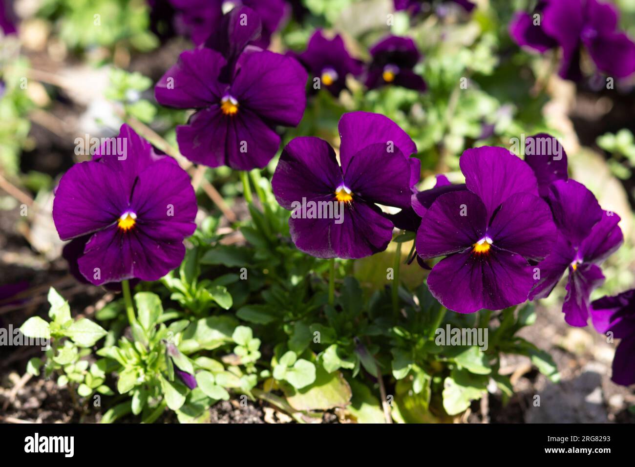 Lila Veilchen auf einem Bett mit grünem Gras im Vordergrund. Stockfoto