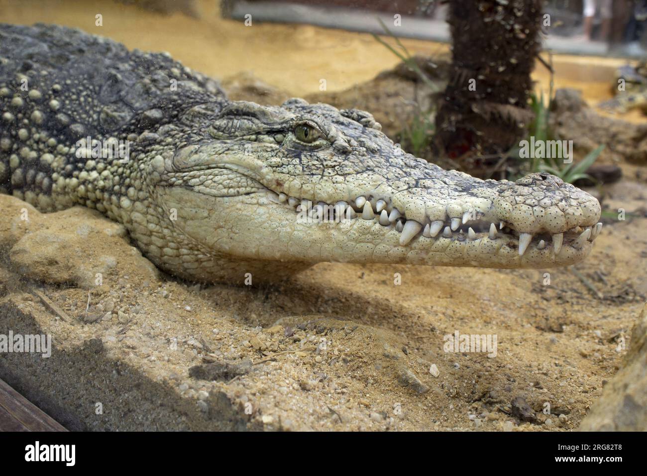 Nahaufnahme des Krokodilkopfes auf einer Sandbank in einem Zoo. Stockfoto