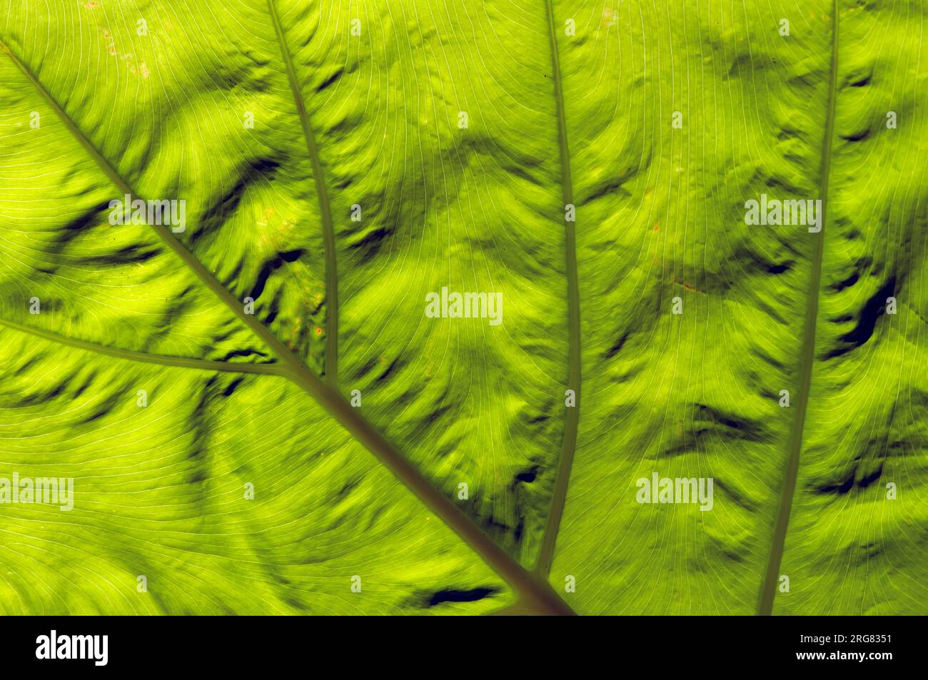 Ein Elefantenohrblatt, Taroblattstruktur, Colocasia esculenta, Hintergrundbeleuchtung. Natürlicher Hintergrund. Stockfoto