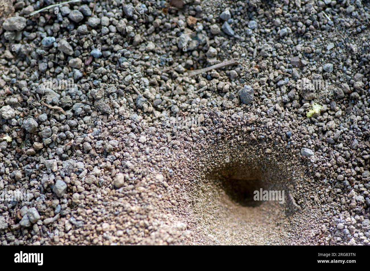 Der Wirbel oder ein Kegelloch auf dem Boden, das Nest von Myrmeleon formicarius Larven, undur-undur, Antliontier. Stockfoto