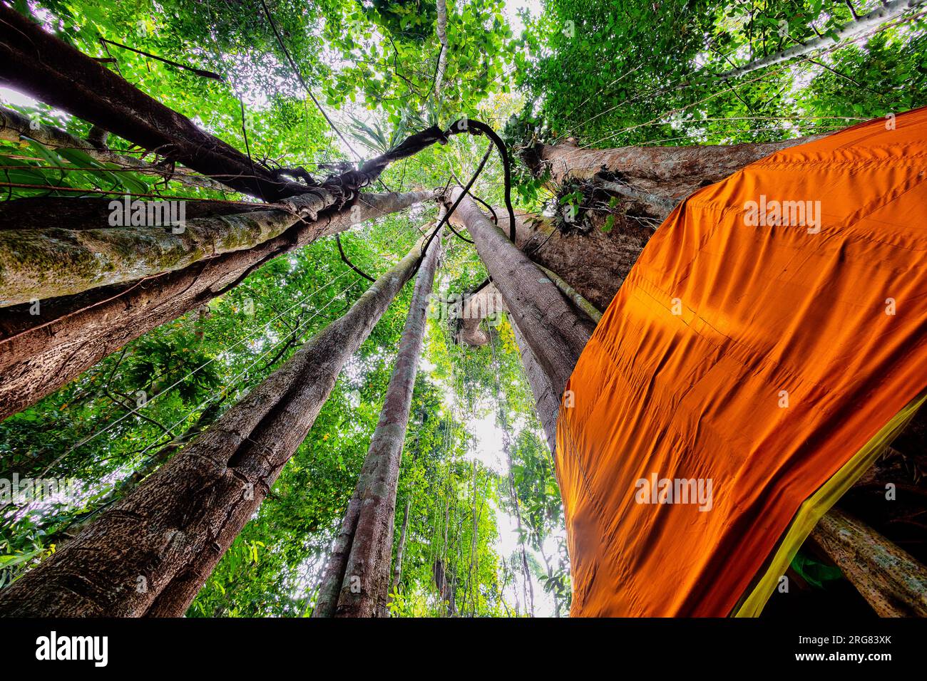 Heiliger großer Ficus-Baum im Regenwald von koh Kood Island, Thailand Stockfoto