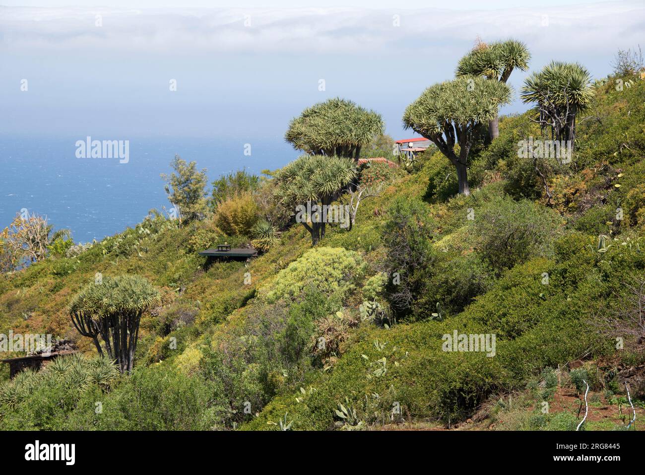 Drago oder Kanarische Inseln Drachenbaum (Dracaena draco) ist eine baumähnliche Pflanze aus der Region Makaronesien. Dieses Foto wurde in Las Tricias, Garafía, Stockfoto