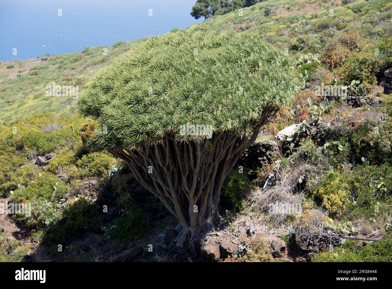 Drago oder Kanarische Inseln Drachenbaum (Dracaena draco) ist eine baumähnliche Pflanze aus der Region Makaronesien. Las Tricias, Garafía, La Palma, Kanarische Inseln Stockfoto