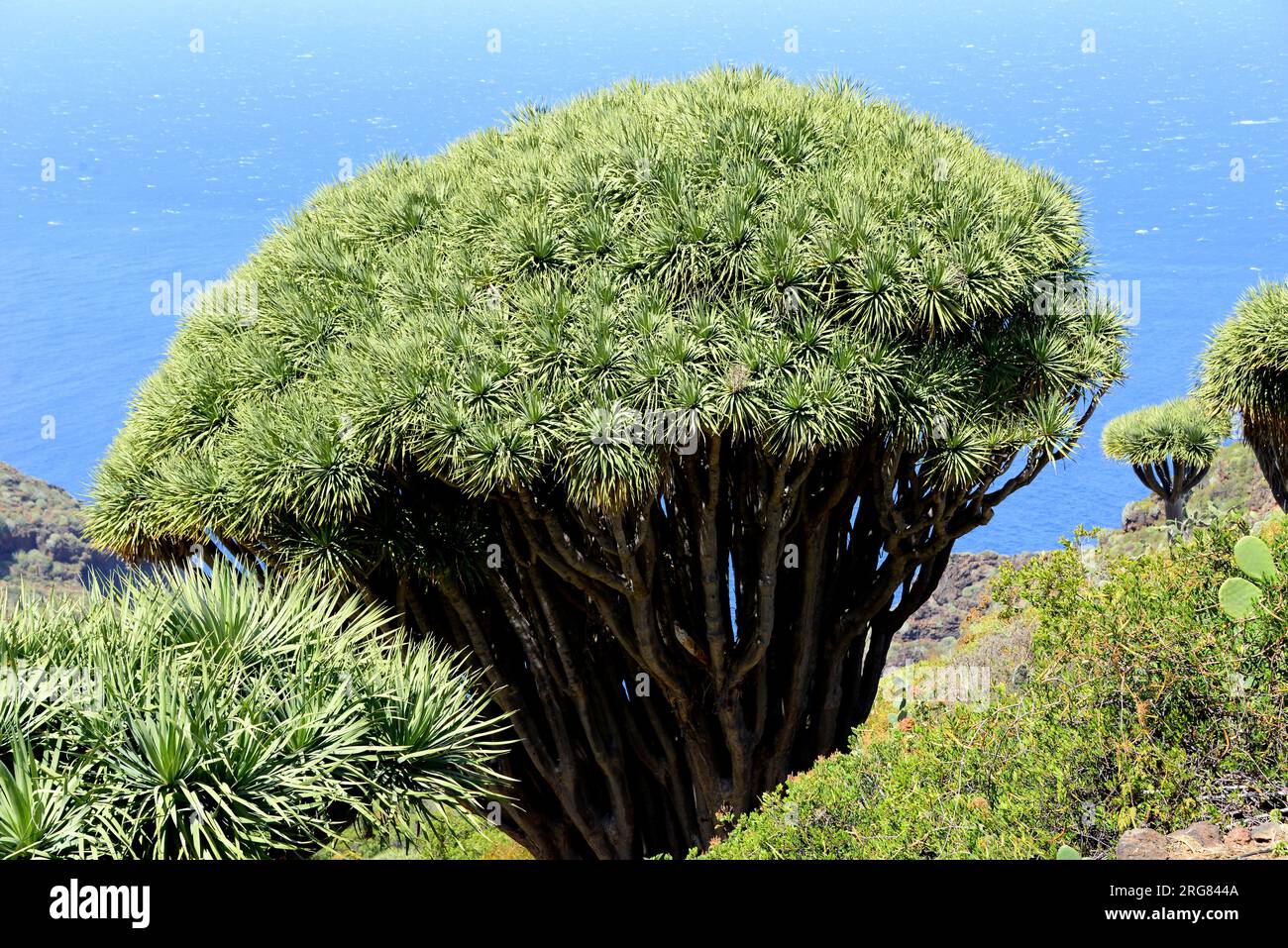 Drago oder Kanarische Inseln Drachenbaum (Dracaena draco) ist eine baumähnliche Pflanze aus der Region Makaronesien. Las Tricias, Garafía, La Palma, Kanarische Inseln Stockfoto