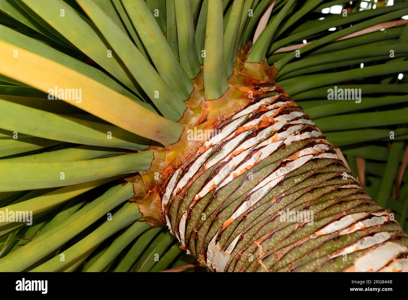 fargesia gartenbambus Gartenbambus – Fargesia robusta 'Campbell' – Heinis Baumschulen