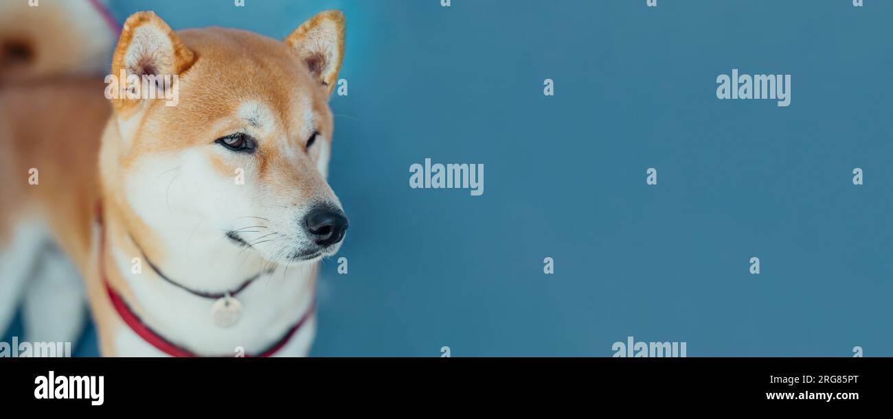 Porträt des jungen japanischen Hundes shiba inu auf blauem Hintergrund. Haustier-Konzeptbanner Stockfoto