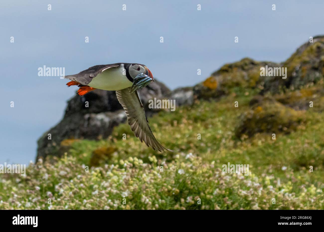 Der süße Puffin fliegt am blauen Himmel, ohne Wolken und Sandaale im Schnabel Stockfoto