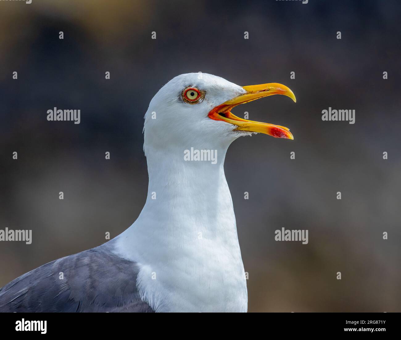 Tolle Möwe mit schwarzem Rücken und hellgelbem Schnabel Stockfoto