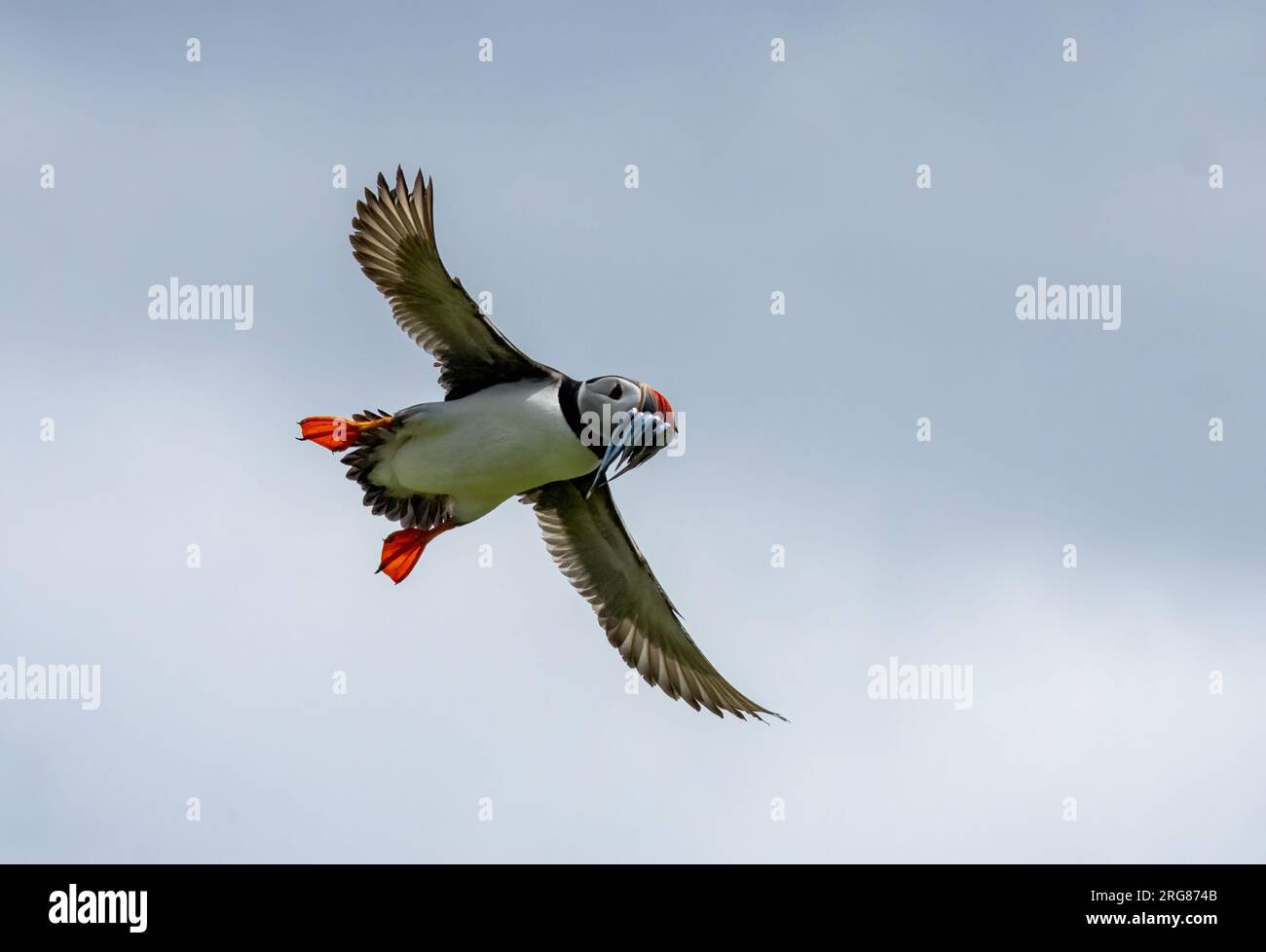 Der süße Puffin fliegt am blauen Himmel, ohne Wolken und Sandaale im Schnabel Stockfoto