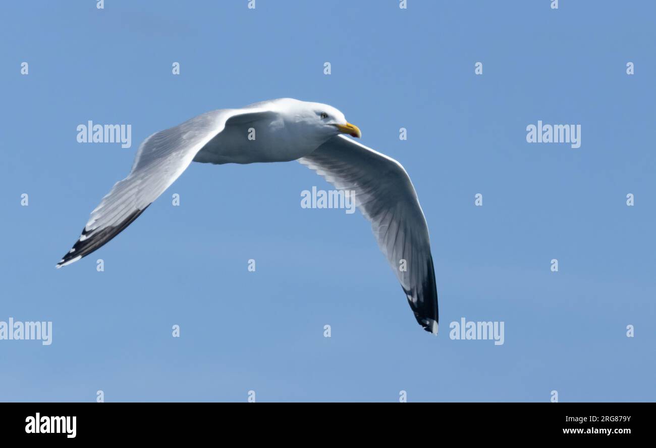 Kittiwake, kleine Möwe, Möwe, fliegen mit Flügeln, die am wolkenlosen blauen Himmel ausgebreitet sind Stockfoto