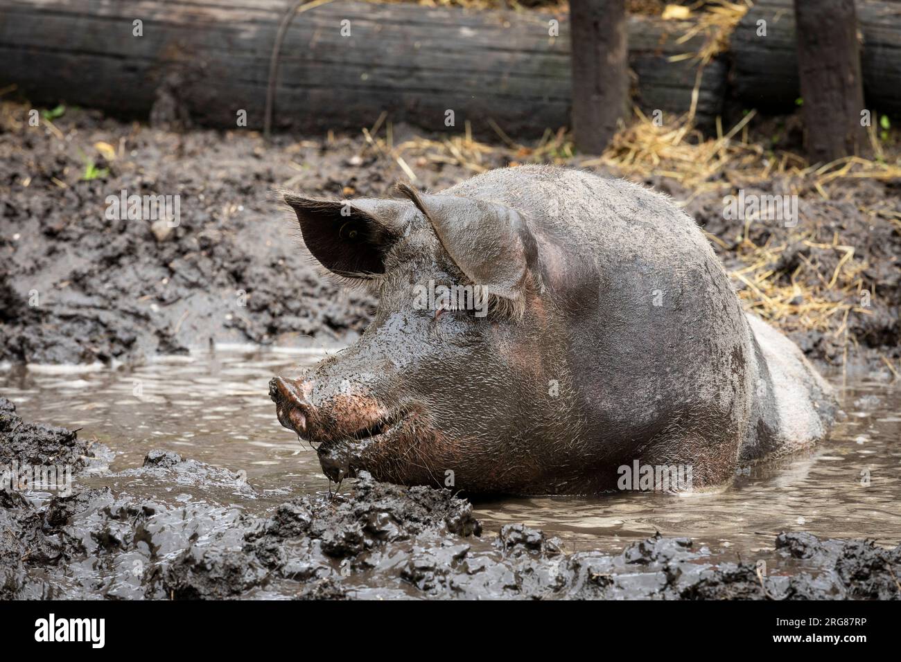 Freilandschweine kühlen sich in einer Schlammlache ab Stockfoto