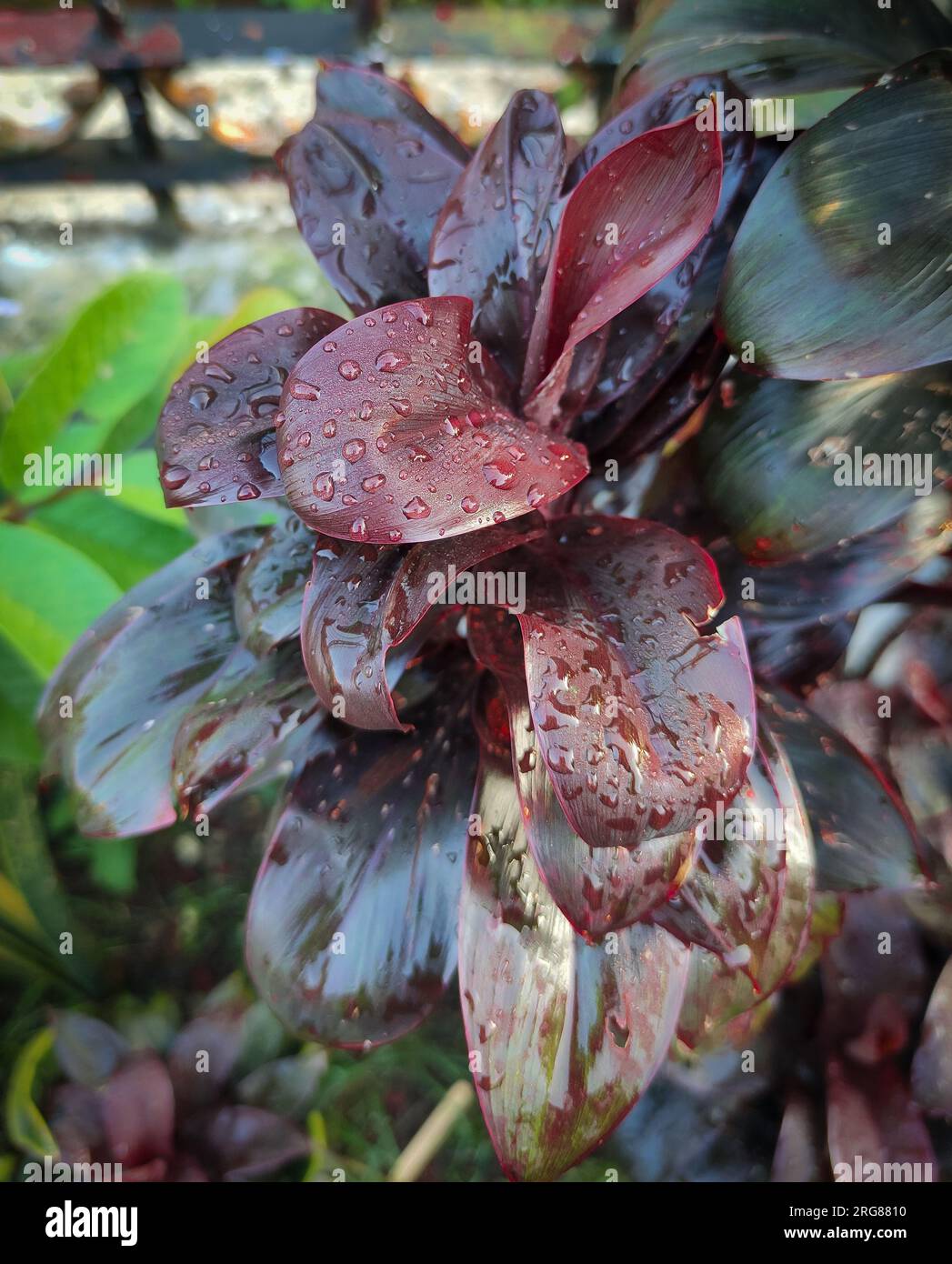 Schöne rote Hanjuangblätter mit Tau am Morgen. Stockfoto