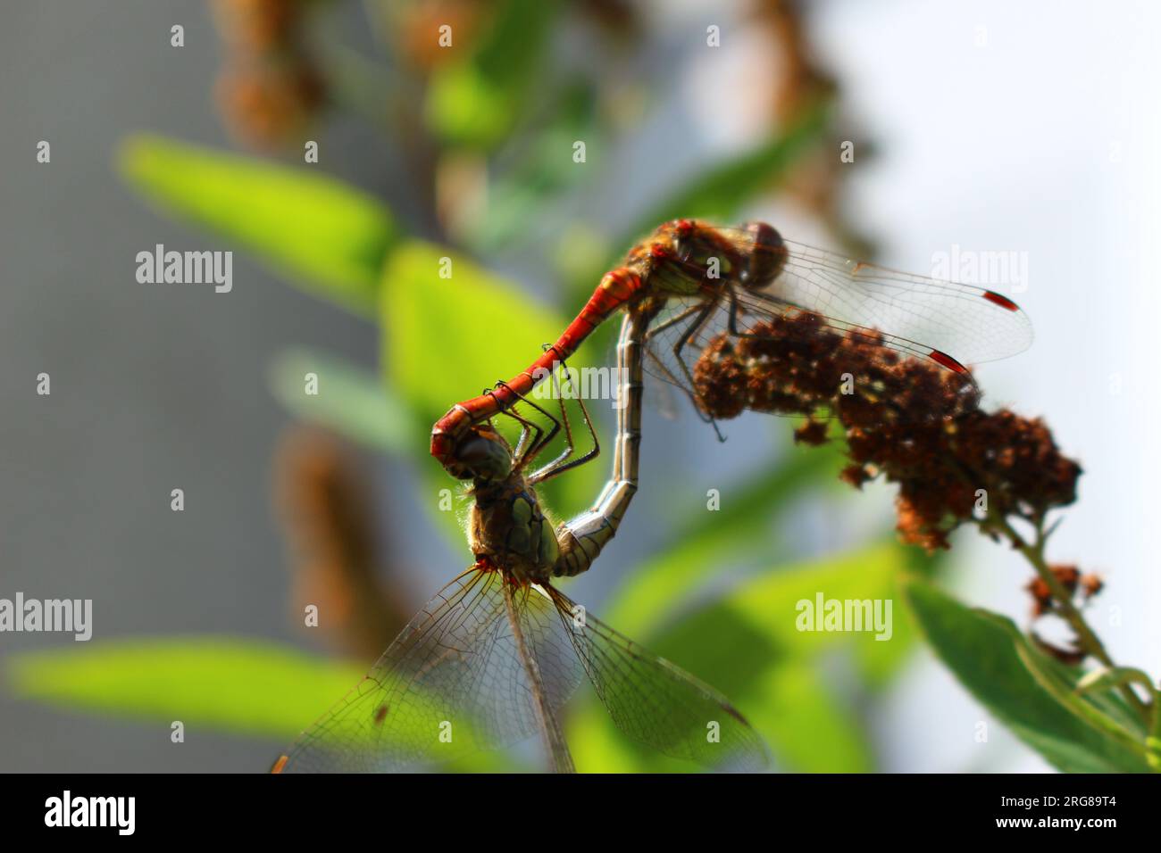 London, Großbritannien. 7. Aug. 2023. Ein Paar aus Darter Dragonfly wird in Radposition in der Nähe des Dulwich Parks gesehen. Die jüngste Hitze und Nässe hat zu einer Explosion von Libellen in Teilen Großbritanniens geführt. Wissenschaftler sagen, dass der Klimawandel früher seltene Arten von Libellen zu einem alltäglichen Anblick in Großbritannien ermutigt hat, da das Vereinigte Königreich durch das warme Wetter und die schwere Dürre in Europa zu einer Fluchtzone für wandernde Libellen geworden ist. Kredit: Aldercy Carling/Alamy Live News Stockfoto