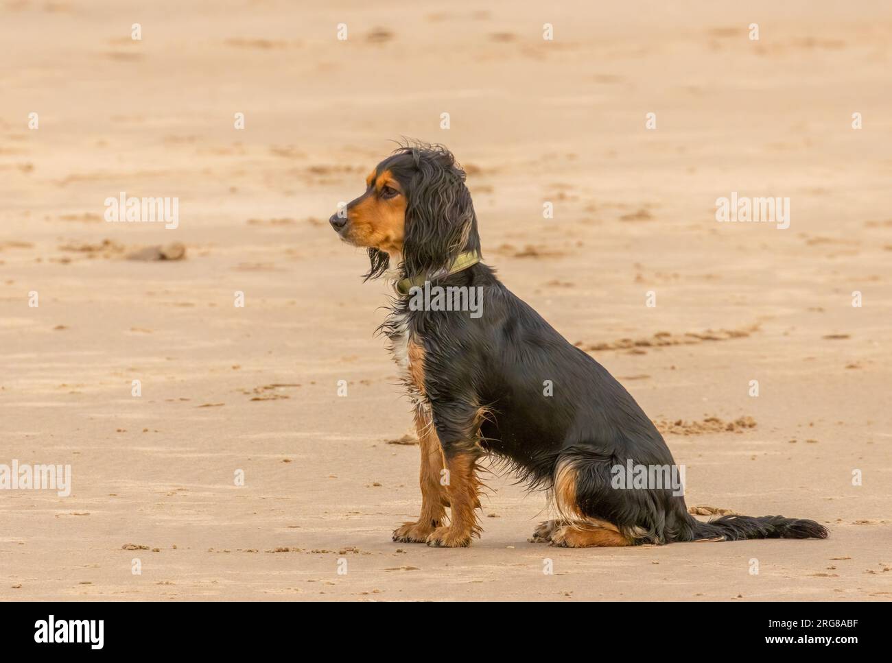 Gut erzogener schwarzer und brauner Spaniel, der im Sand am Strand sitzt Stockfoto
