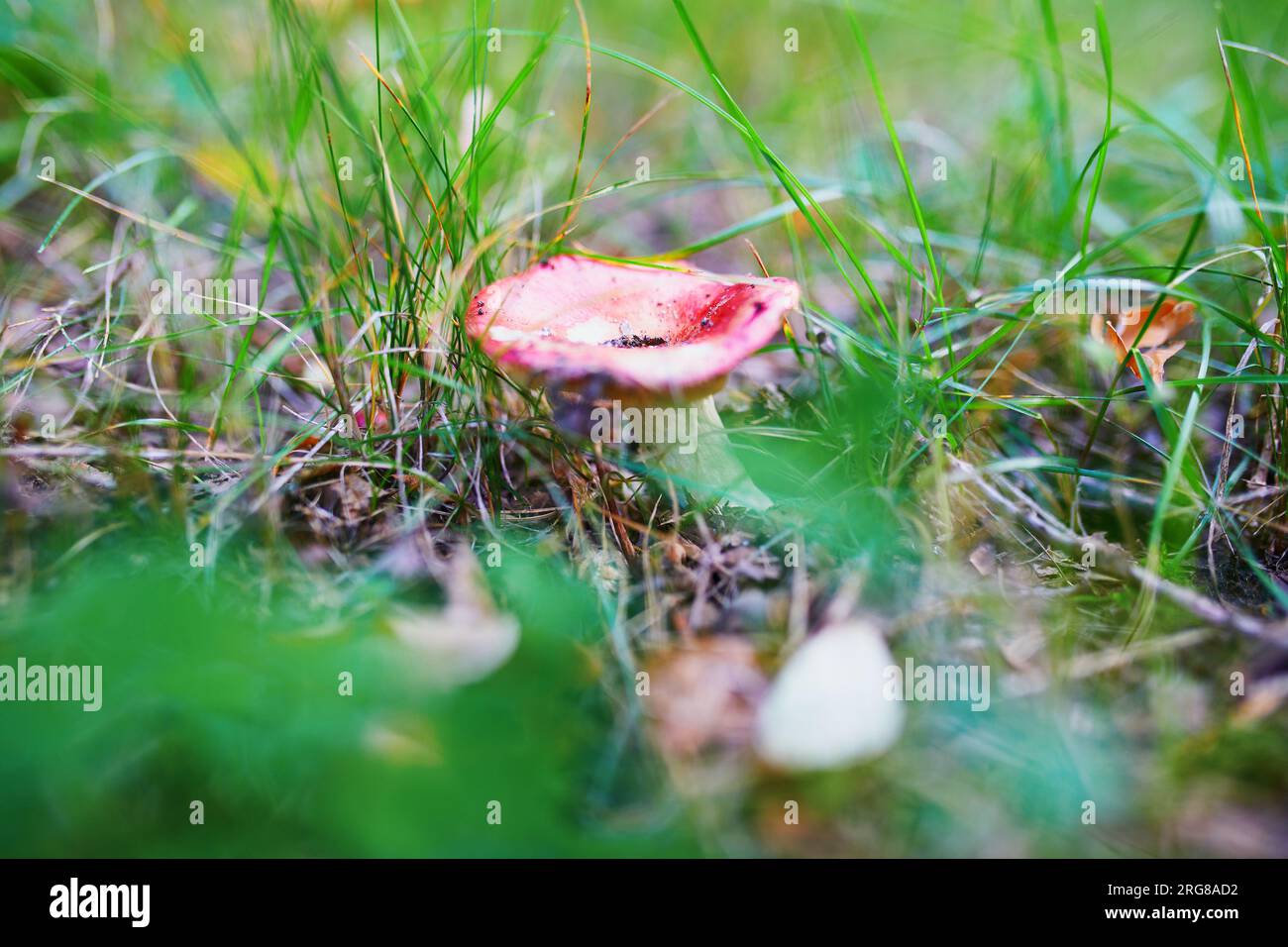 Russula-Pilze im Waldgras. Essbare Pilze jagen oder Wildpilze sammeln – nahaufnahme Stockfoto