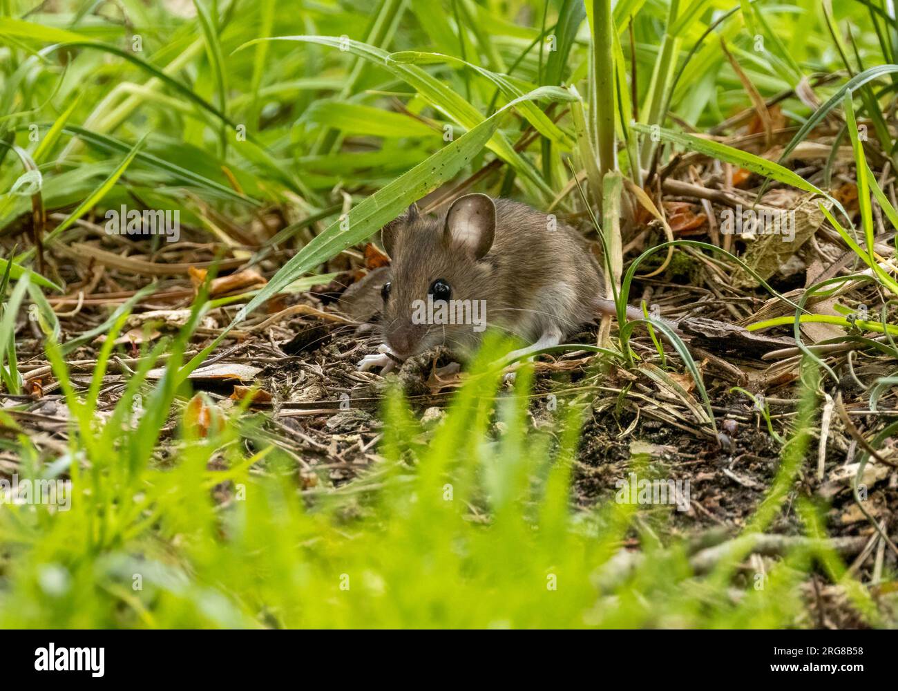 Sehr niedliche, kleine Waldmaus mit großen Augen und Ohren und langen Barthaaren, die sich auf dem Waldboden ernähren Stockfoto