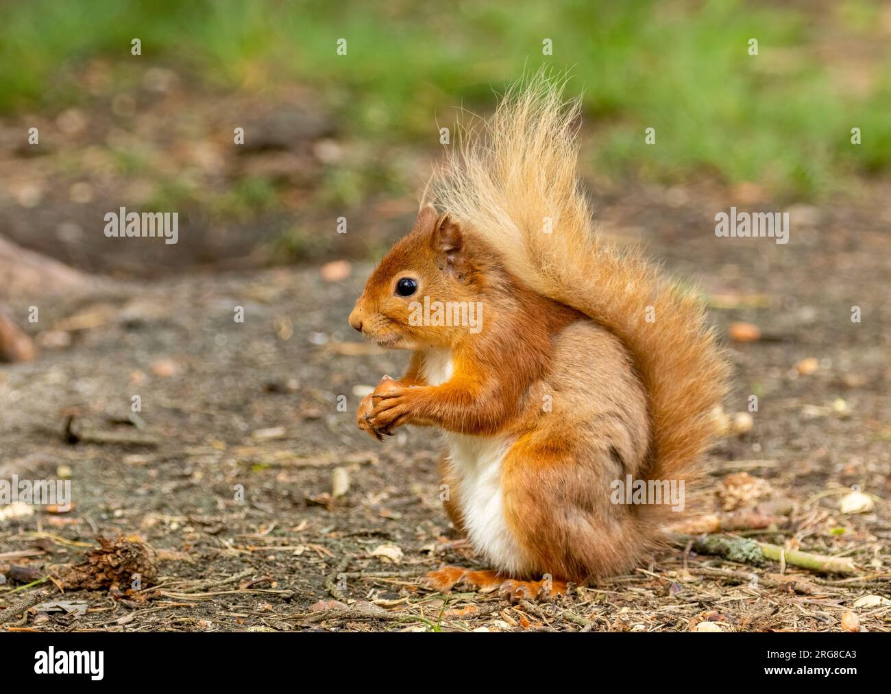 Niedliches schottisches Rotes Eichhörnchen, das sich im Wald versammelt und eine Nuss isst Stockfoto
