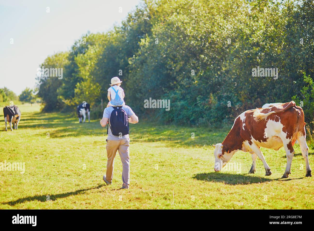 Vater hält seine Tochter auf den Schultern und läuft in der Nähe von Kühen, die auf einer grünen Weide in der ländlichen Bretagne in Frankreich weiden Stockfoto