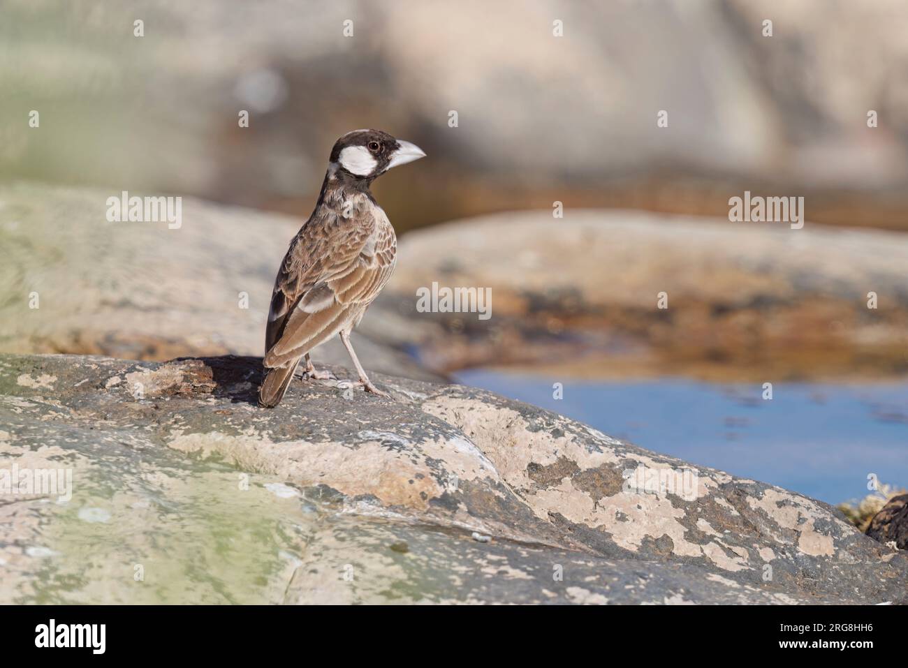 Gray-Back Sparrow-Lark, Torra Conservancy, Palmwag, Namibia, März 2023 Stockfoto