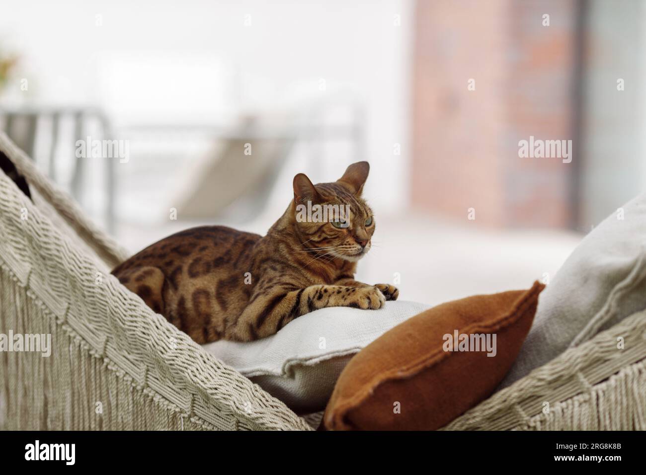 Die bengalische Katze entspannt sich in der Hängematte Stockfoto