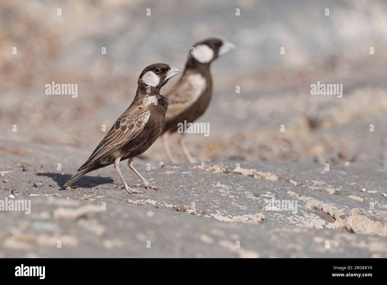 Gray-Back Sparrow-Lark, Torra Conservancy, Palmwag, Namibia, März 2023 Stockfoto