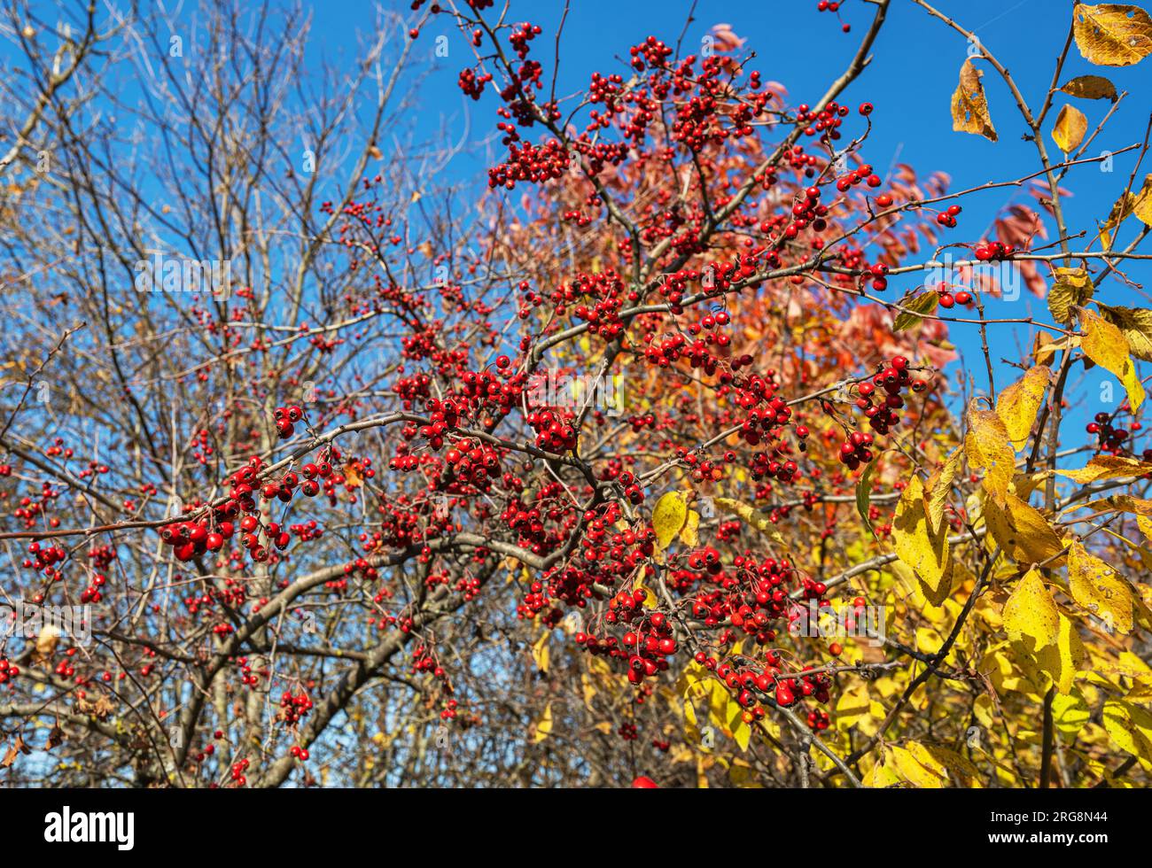 weißdornbeeren im Herbst an einem sonnigen Tag Stockfoto