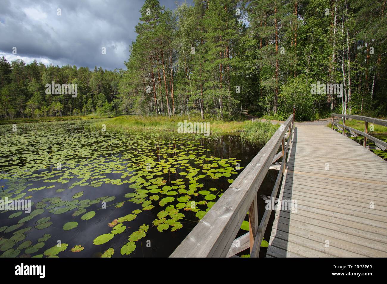 Wandern auf dem Korpinkierros Trail im Nuuksio Nationalpark - Finnland Stockfoto
