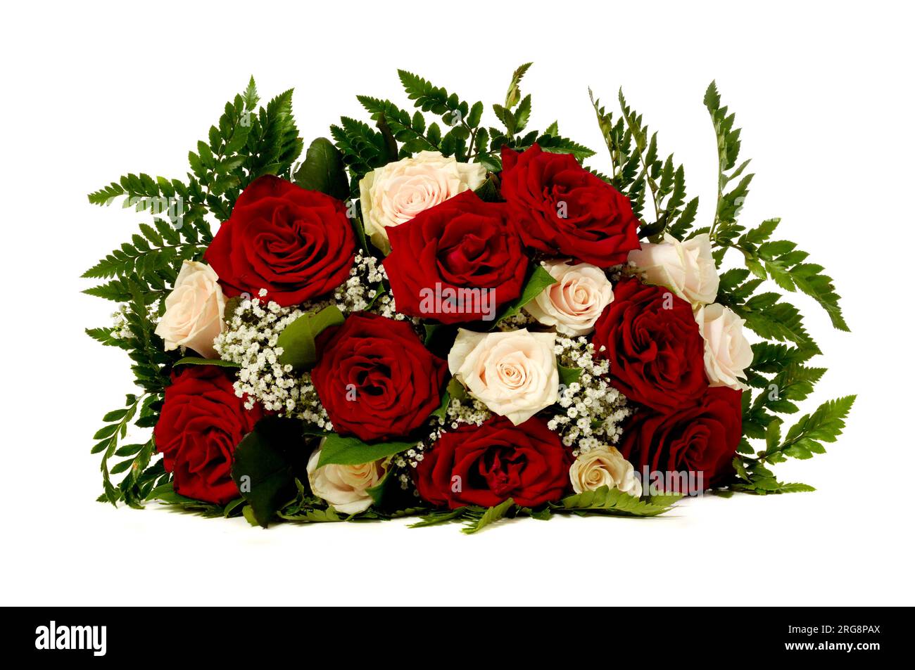 Ein Strauß roter und rosa Rosenblumen auf einem sauberen weißen Hintergrund. Stockfoto