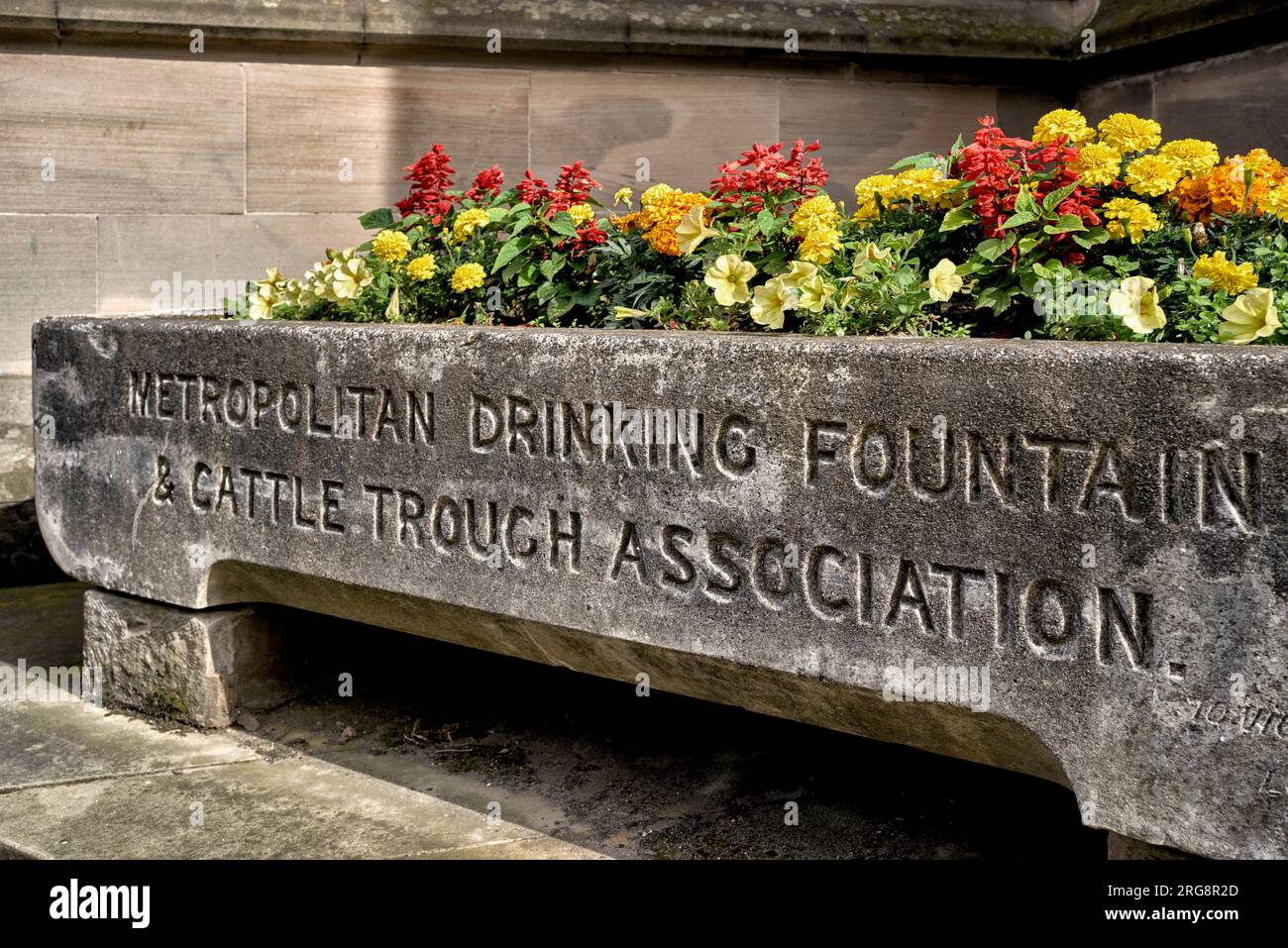 Alte Rinder, die durch Stratford-upon-Avon-England trinken Stockfoto