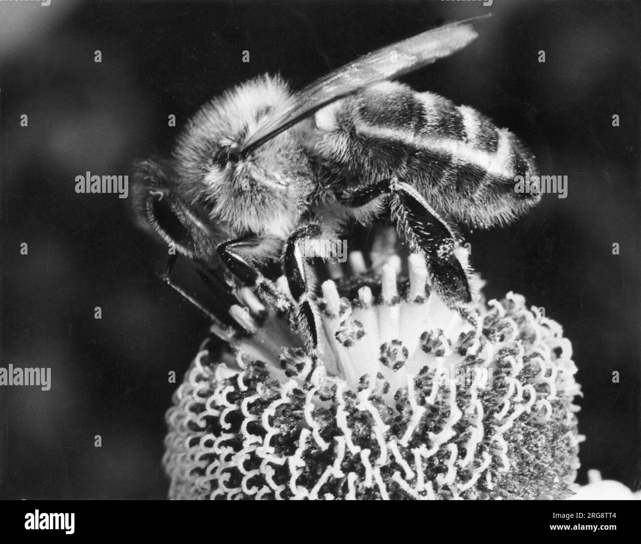Eine Biene auf einer helenium-Blume „Sneezeweed“, die mit blühenden Blüten versehen ist, die eine unschätzbare Quelle für Nektar darstellen. Stockfoto