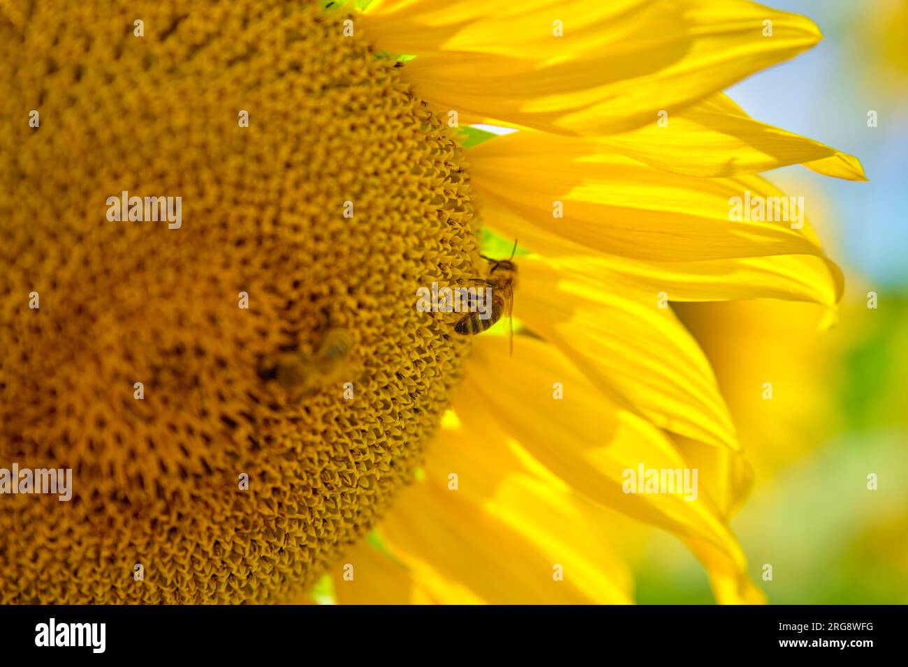 Sonnenblume mit Honigbiene. Blühendes Sonnenblumenfeld am Sommertag. Insekten bestäuben Pflanzen Stockfoto