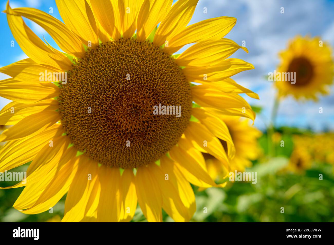 Sonnenblumenfeld. Blühende Sonnenblumen-Plantage auf dem landwirtschaftlichen Feld am Sommertag. Helle Sommerlandschaft Stockfoto