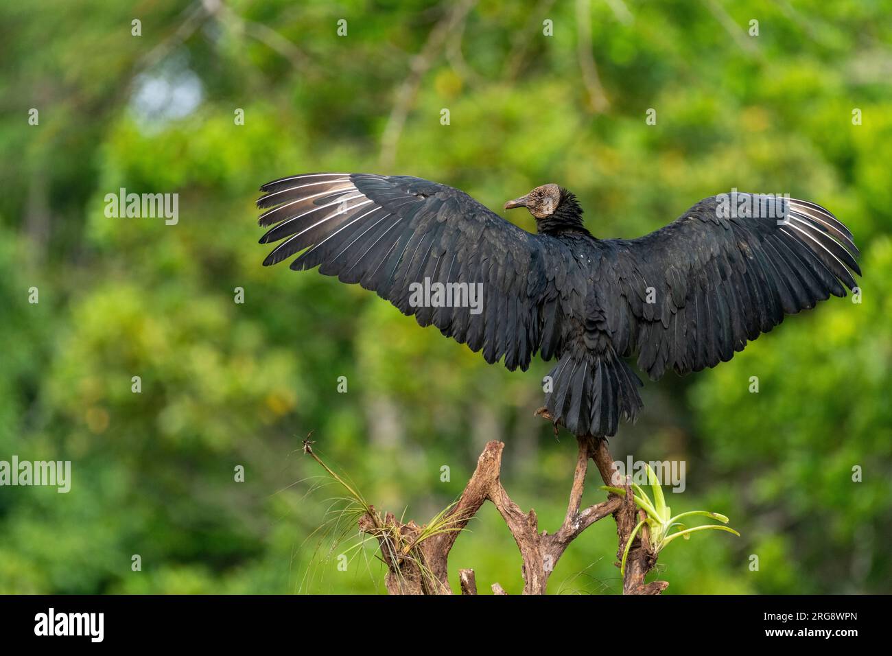 Schwarzer Geier (Coragyps atratus) trocknet ihre Flügel - Stockfoto Stockfoto