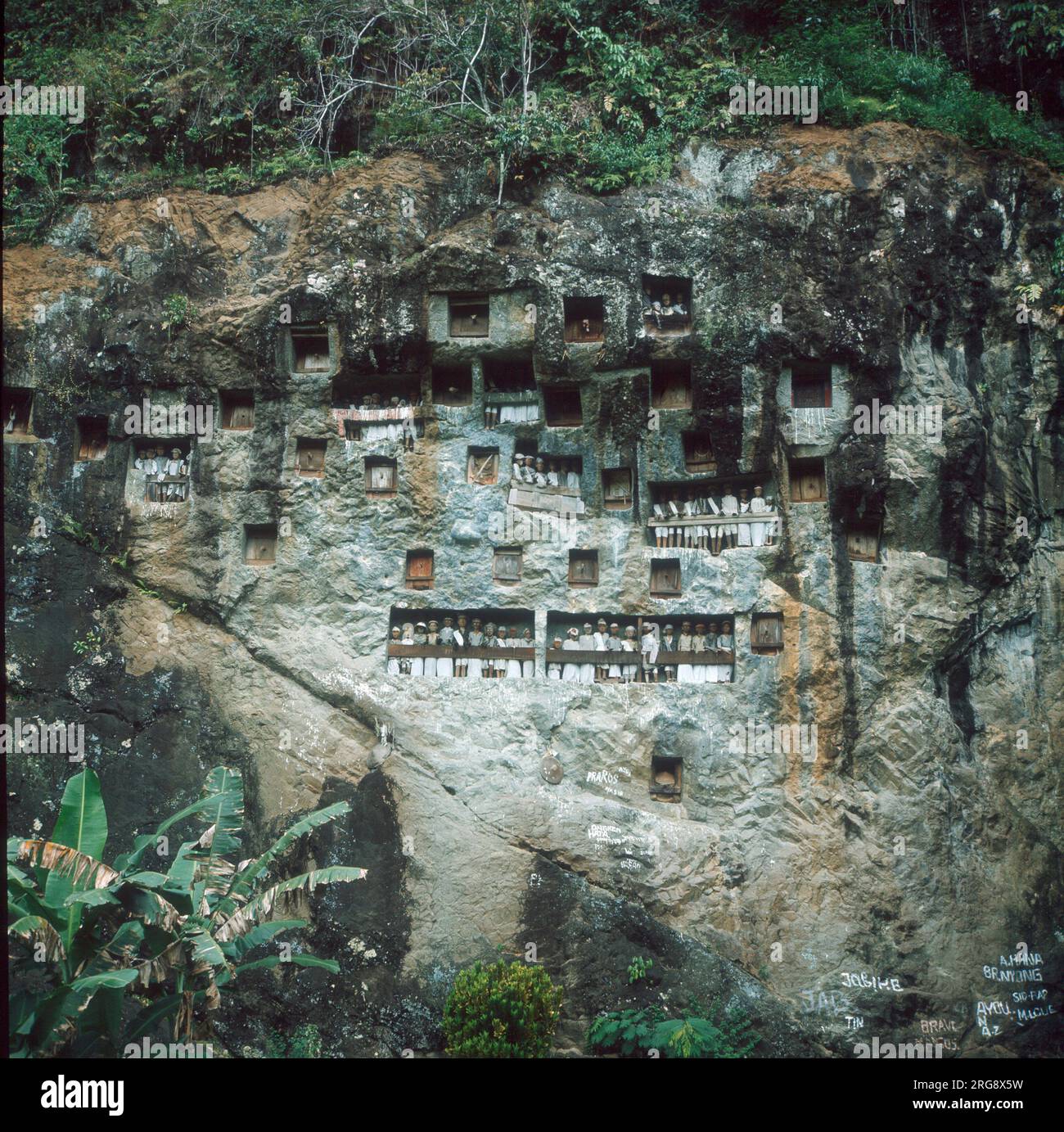 Der Toraja-Stamm legt die Überreste seiner Vorfahren in Särgen ab, die in Höhlen begraben sind, die in hohen Klippen ausgehöhlt sind und von lebensechten Statuen bewacht werden, die von einem „Balkon“ aus blicken. Stockfoto