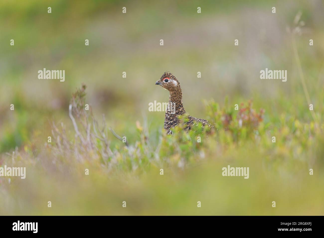 Anfang August werden rote Moorhühner in blühendem rosa Heidekraut auf dem Moorland von Nordwales gedreht Stockfoto