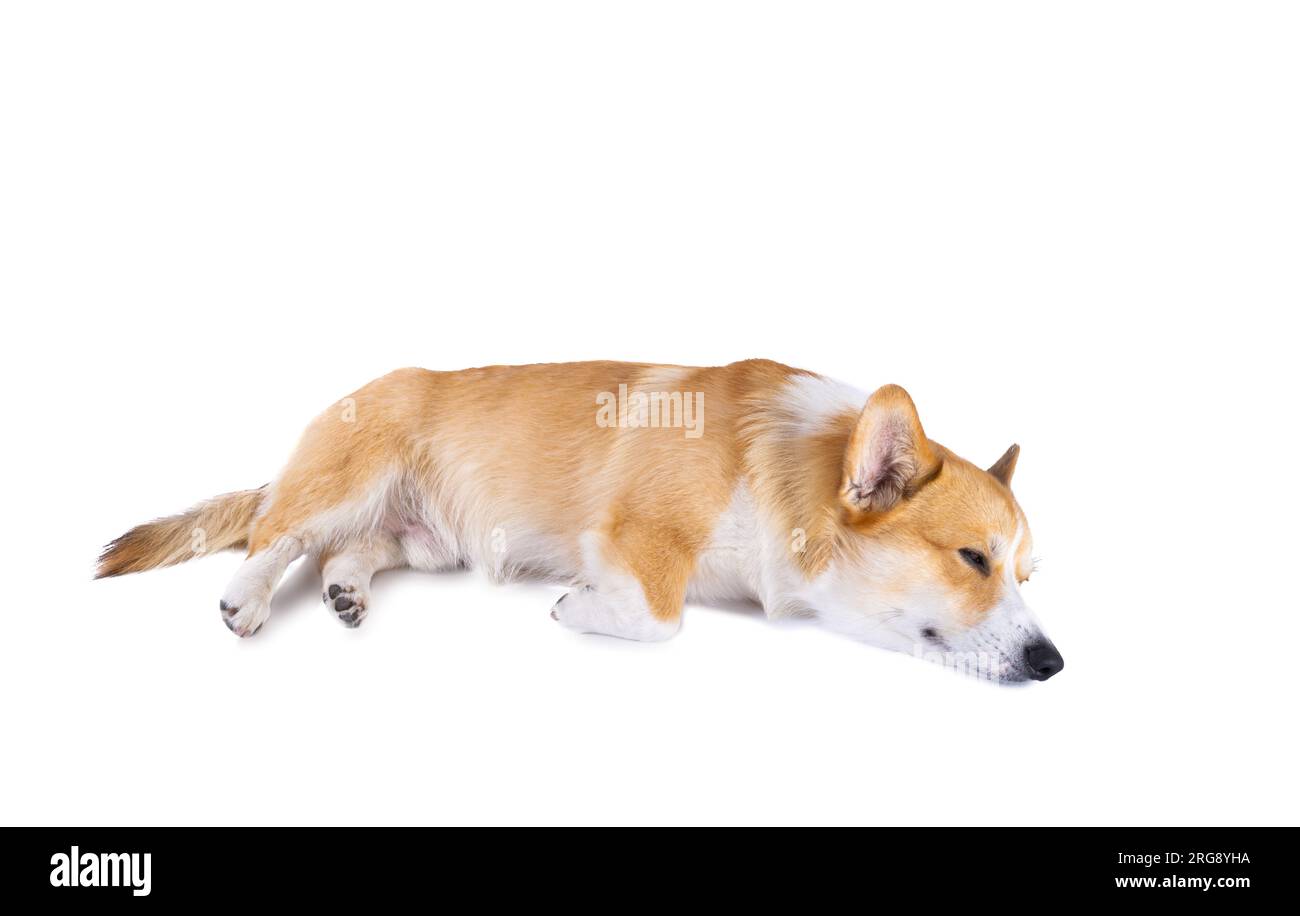 Welsh Corgi Pembroke auf weißem Hintergrund Stockfoto