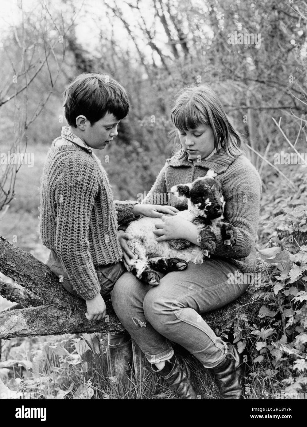 Ein Junge und ein Mädchen sitzen auf einem umgestürzten Baum und halten ein Lamm, das recht bequem aussieht. Stockfoto