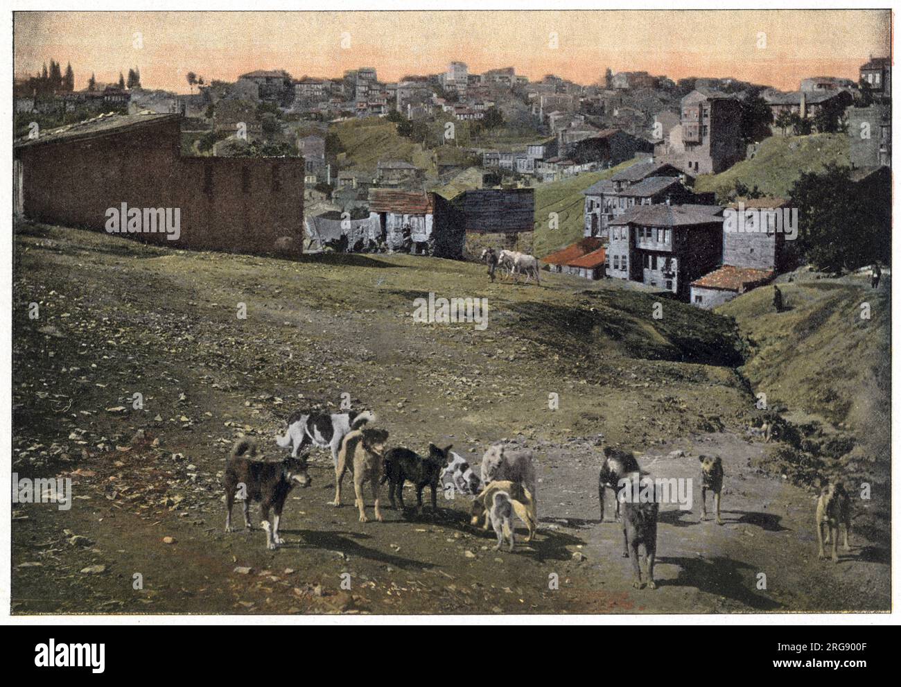 Streunende Hunde aus Istanbul, Türkei. Stockfoto