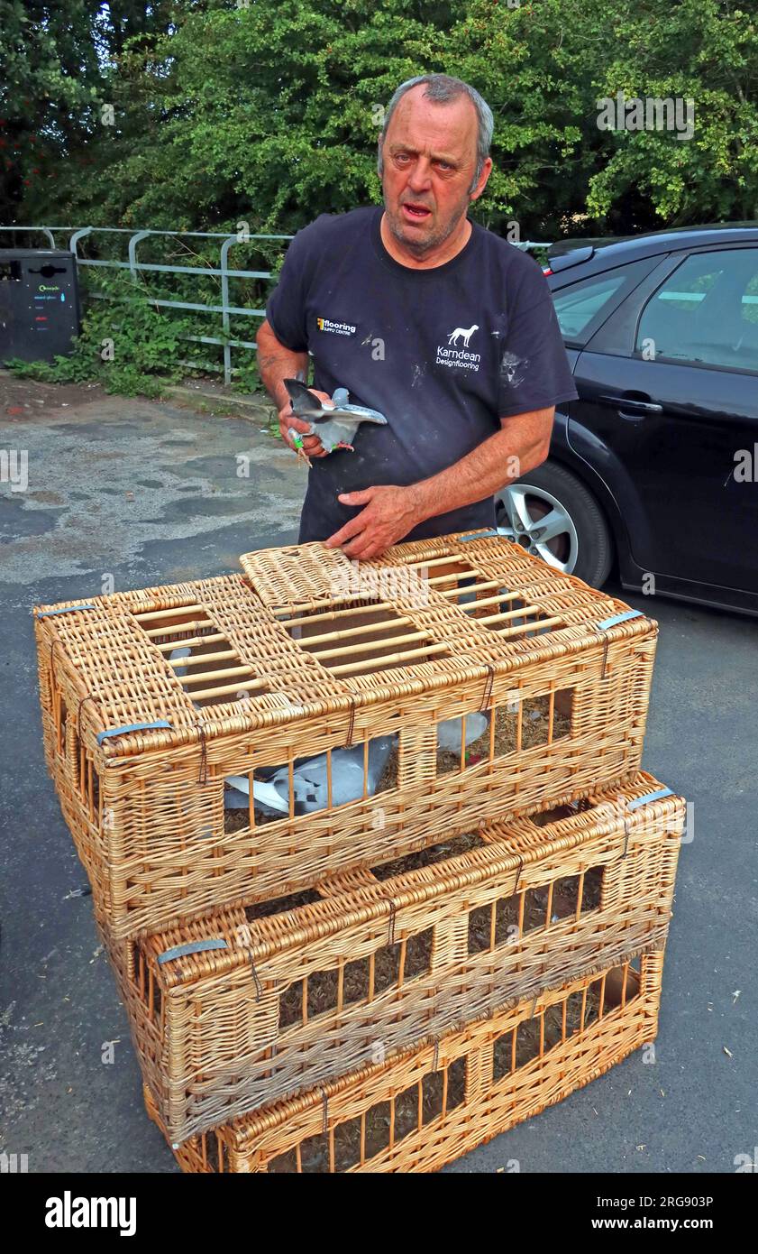 Fancier Releasing Pigeons from their boxes, Hale Head Lighthouse to Southport 4. Aug 2023, in Hale Village, Merseyside, England, UK, L24 4WB Stockfoto