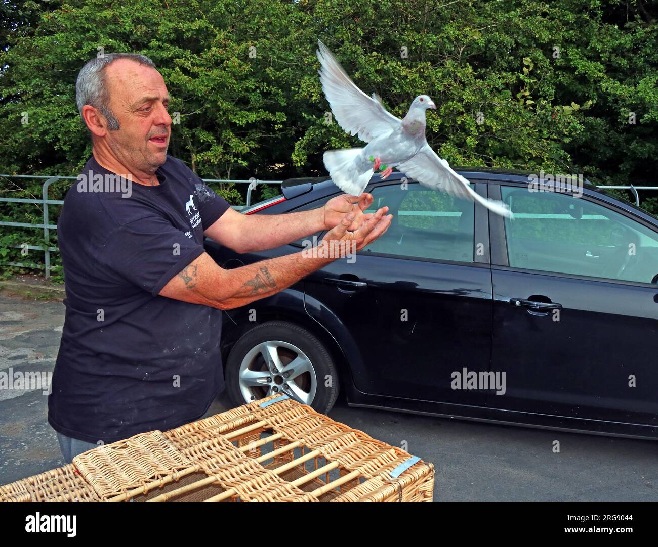 Fancier Releasing Pigeons from their boxes, Hale Head Lighthouse to Southport 4. Aug 2023, in Hale Village, Merseyside, England, UK, L24 4WB Stockfoto