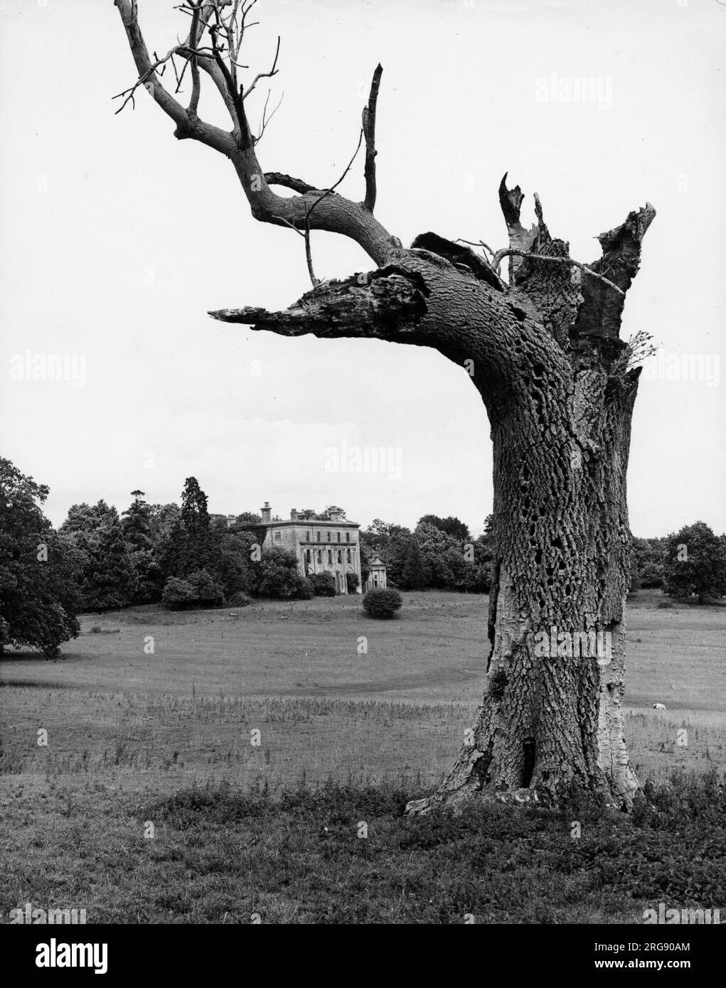 Ein Baum, der vom Blitz auf dem Gelände der Ruinen des Piercefield House Gloucestershire, England, getroffen wurde, das 1785 von einem jungen Sir John Soane umgebaut wurde. Stockfoto