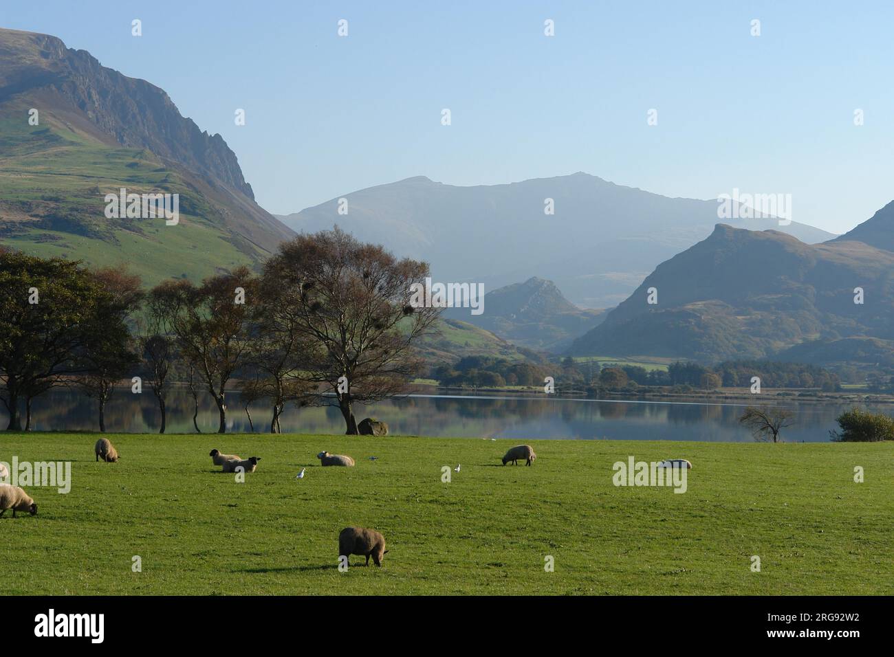Blick über Llyn (See) Nantle Uchaf von Westen in Richtung Snowdon, mit Schafen im Vordergrund, in Gwynedd, Nordwales. Stockfoto